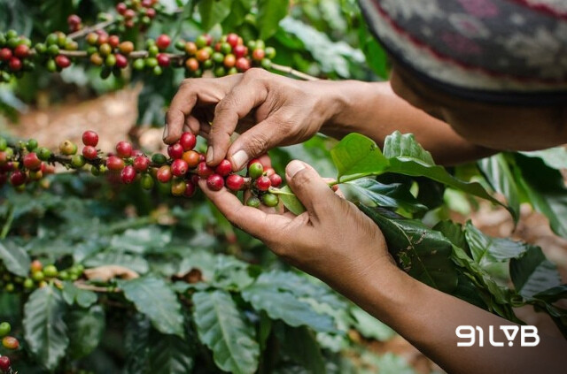 Cà phê Arabica đòi hỏi quy trình trồng trọt và chăm sóc khắt khe