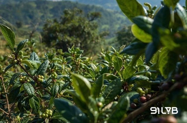 Arabica sinh trưởng tốt ở độ cao từ 1.000 m đến trên 1.400 m so với mực nước biển