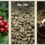 Tổng quan về Arabica
