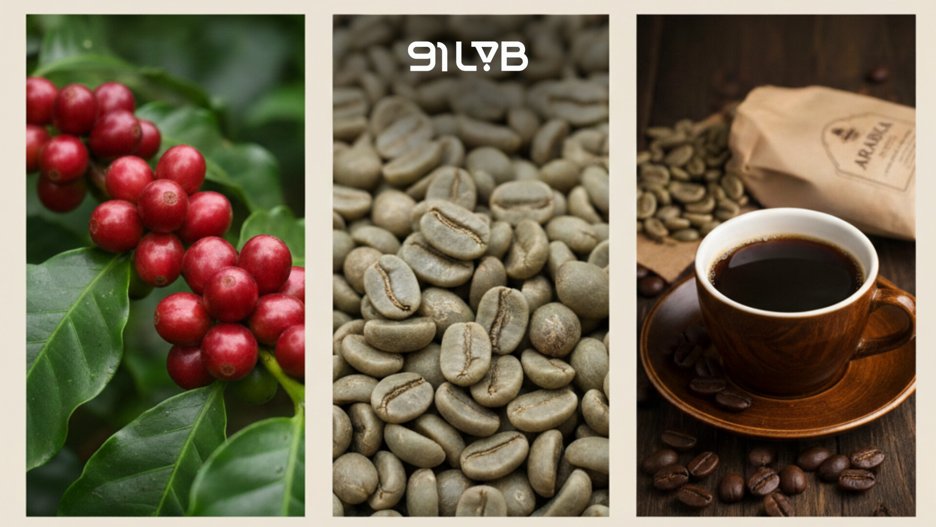 Tổng quan về Arabica
