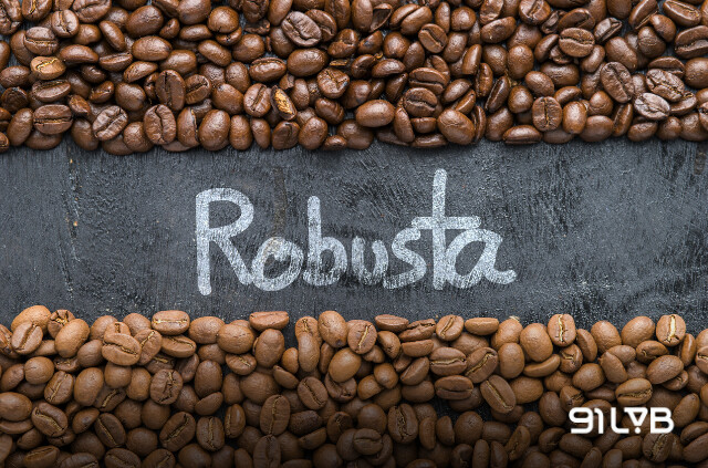 Cà phê Robusta chính thức được đưa vào Đông Nam Á từ những năm 1900