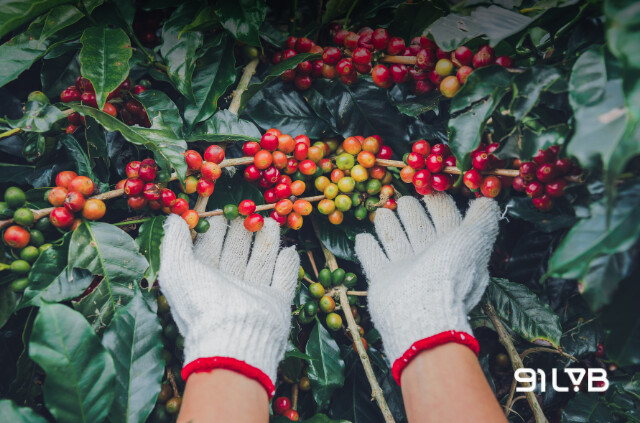 Các yếu tố ảnh hưởng đến chất lượng hạt cà phê Robusta như địa hình, độ cao đất trồng, khí hậu, cách chăm sóc…
