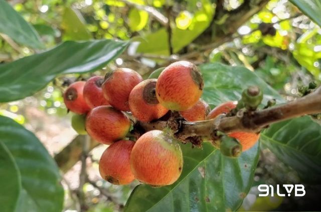 Kích thước của Liberica lớn hơn quả Arabica tới 1,5 lần, xếp vào hàng những “người khổng lồ” trong giới cà phê