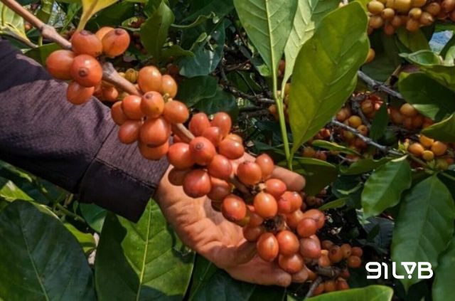 Với ưu thế về sức đề kháng, ngày nay Liberica vẫn khẳng định vị thế riêng tại thị trường Đông Nam Á