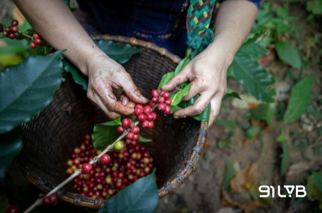 Việt Nam cũng đã trồng được cà phê Arabica