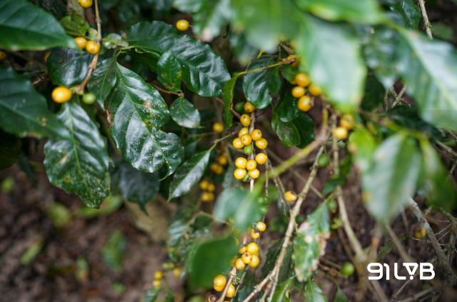 Quả cà phê Bourbon có nhiều biến thể màu sắc