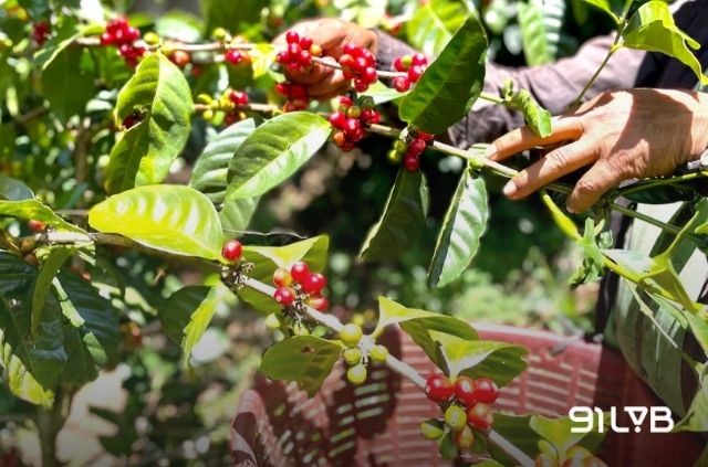 Cà phê Geisha bắt nguồn từ vùng núi Gesha (Ethiopia), đi qua Tanzania và Costa Rica trước khi định danh tại Panama.