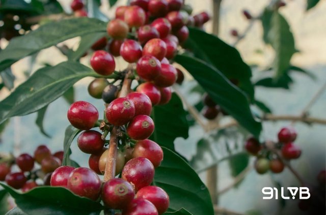 Cà phê Guatemala Antigua là dòng cà phê Arabica cao cấp được trồng tại thung lũng Antigua (Guatemala)
