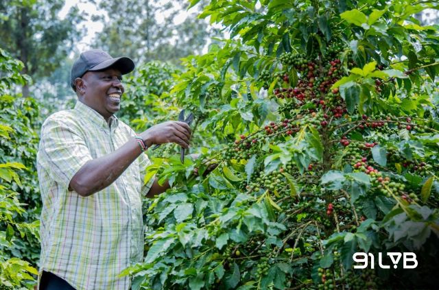 Cà phê Kenya từ lâu đã khẳng định vị thế là dòng Specialty Coffee hàng đầu châu Phi nhờ sự cộng hưởng giữa thổ nhưỡng núi lửa và kỹ thuật canh tác bản địa