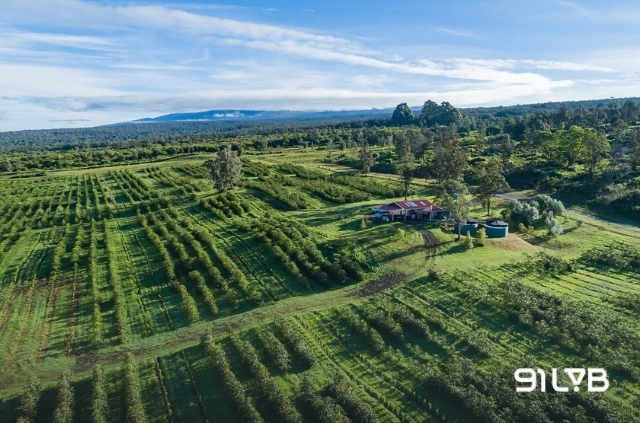 Nguồn gốc của cà phê Kona Hawaii