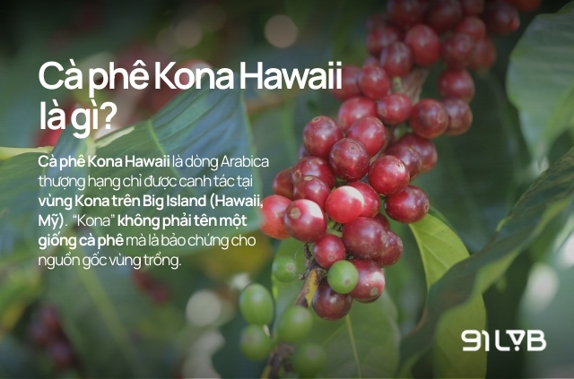 Cà phê Kona Hawaii được gọi tên theo vùng trồng không phải là một giống cây