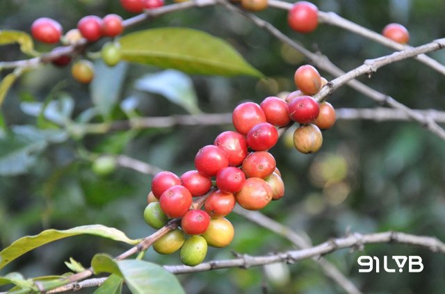Cà phê Moka (hay còn gọi là Mocha)
