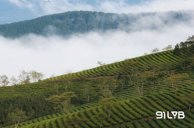 Cầu Đất nằm ở thôn Trường Thọ, thành phố Đà Lạt, tỉnh Lâm Đồng nổi tiếng với lịch sử trồng cà phê từ thời Pháp thuộc (khoảng năm 1927)