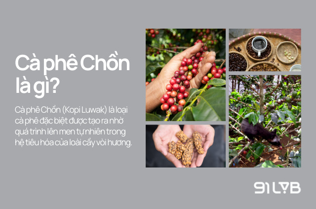 Cà phê Chồn là loại cà phê được tạo ra nhờ quá trình lên men tự nhiên trong hệ tiêu hoá của cầy vòi hương