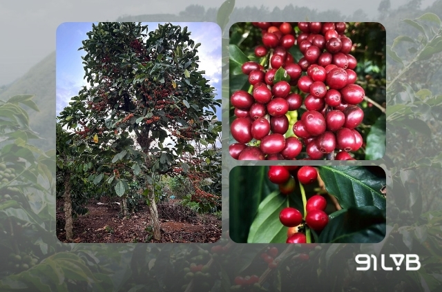 Cà phê Excelsa là loài thân gỗ cao tới 8 mét
