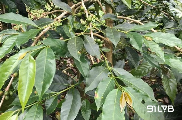 Đọt lá non của cà phê Typica