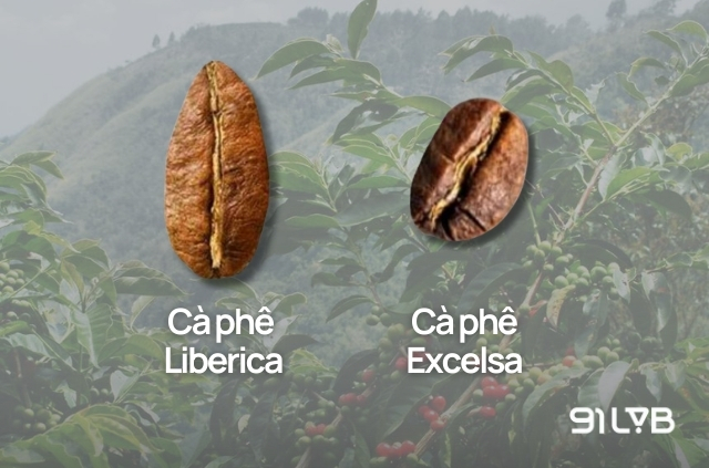 Hình thái khác biệt của hạt cà phê Excelsa và Liberica