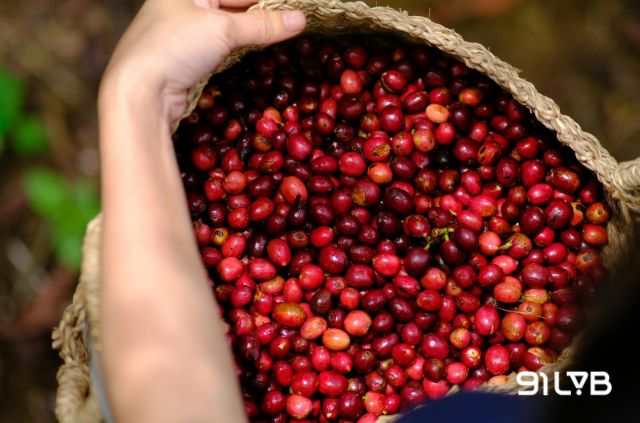 Những hạt cà phê đặc sản luôn phải xuất phát từ những quả cà phê chín mọng