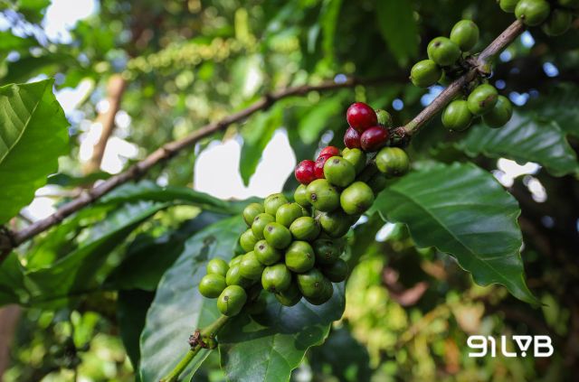 Typica - hạt cà phê di sản