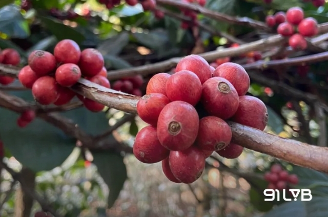 Hạt cà phê Excelsa có cấu trúc hạt đặc, vỏ dày, hạt khá tròn to nhưng nhỏ hơn Liberica