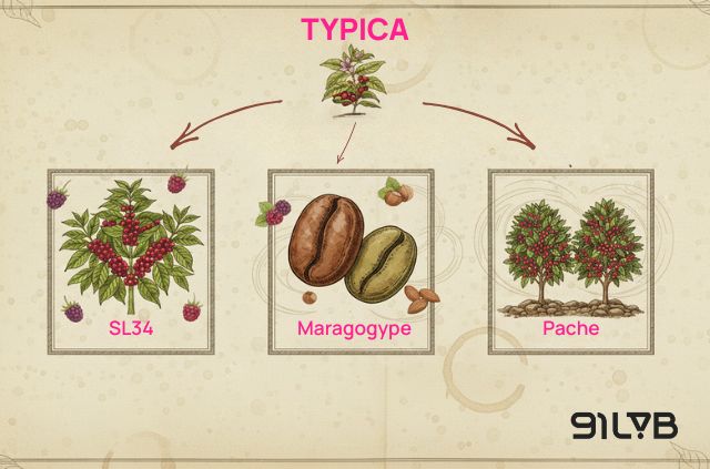 Một số biến thể tự nhiên của Typica