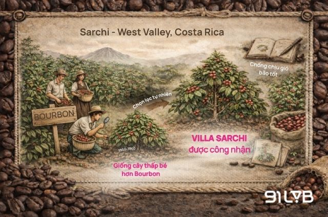 Nguồn gốc của giống Villa Sarchi