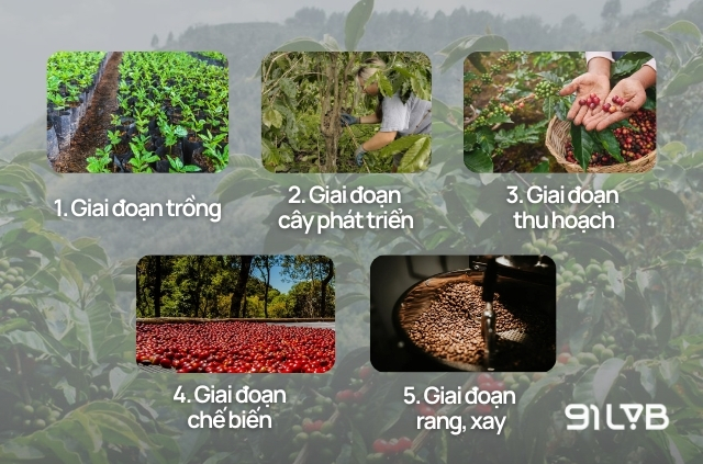 Quy trình 5 bước trồng, sản xuất cà phê Excelsa