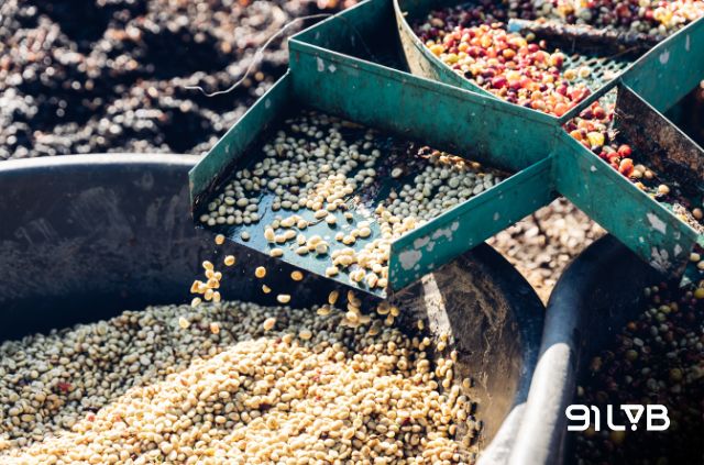 Sơ chế ướt giúp mài giũa nên những góc cạnh sắc sảo nhất trong hương vị cà phê Kenya