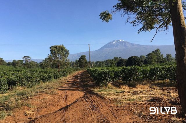 Tại Tanzania, vùng núi cao nhất châu Phi Kilimanjaro tặng cho Culi sự đậm đà đầy khác biệt nhờ nguồn khoáng chất dồi dào từ đất núi lửa