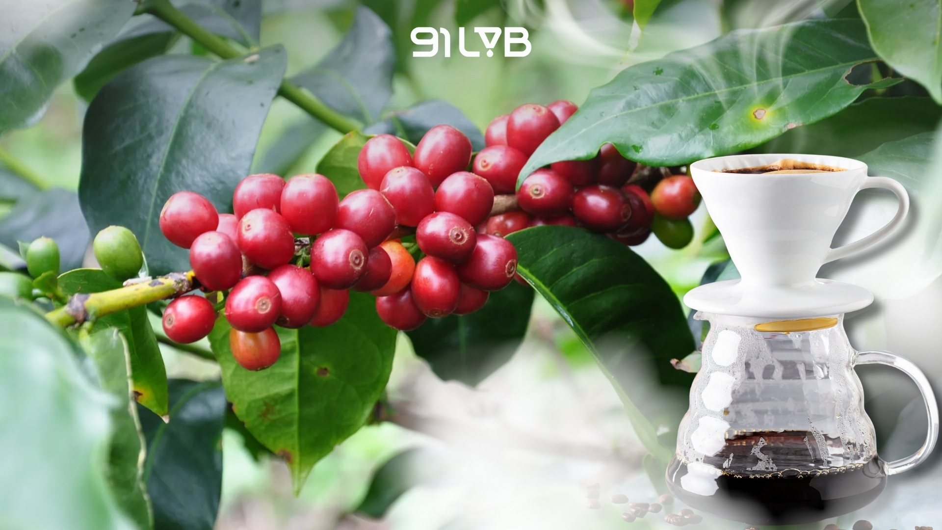 Cà phê Geisha là giống Arabica có nguồn gốc từ vùng núi Gesha