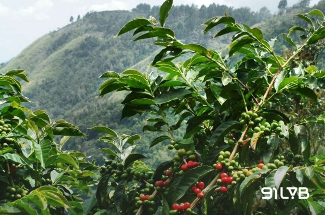 Cà phê Excelsa thích nghi tối ưu ở độ cao từ 500m đến 1.200m