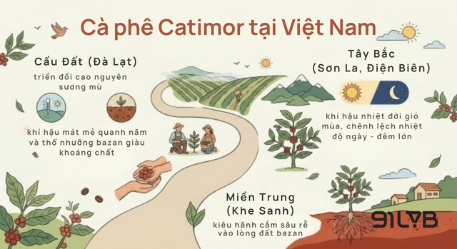 Mỗi vùng đất một điều kiện khác nhau, nhưng Catimor vẫn sinh trưởng mạnh mẽ