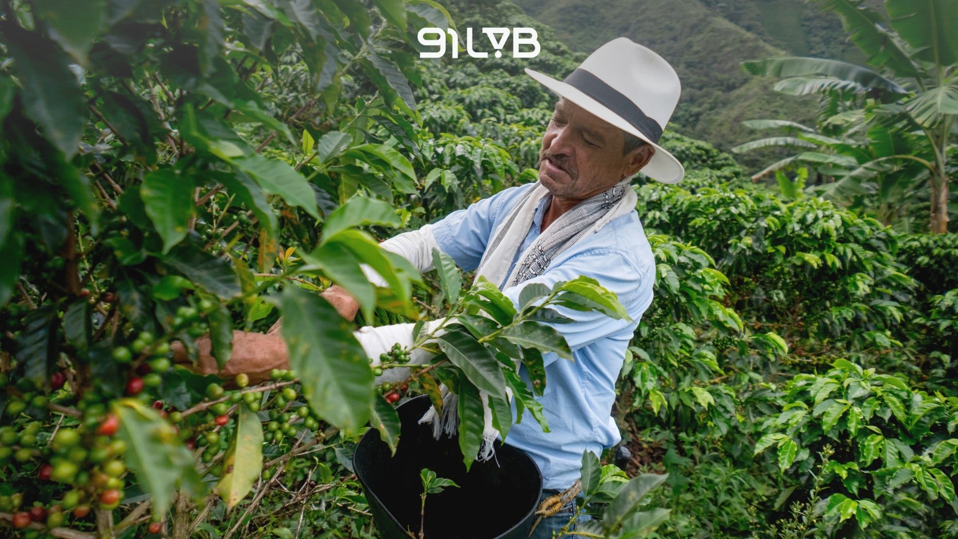 Cà phê Colombia: Tổng quan về vùng trồng, giống hạt & quy trình sản xuất
