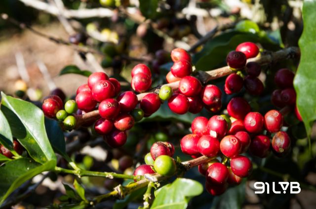 Costa Rica 95 mang đặc trưng của “dòng máu” Catimor, tối ưu khả năng kháng bệnh nhưng vẫn duy trì độ phức hợp trong hương và vị