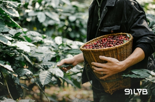 Cà phê Ethiopia là những hạt Arabica được vun trồng và sơ chế hoàn toàn tại Ethiopia, với hơn 15.000 giống Heirloom