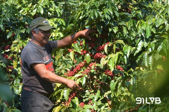 Không chỉ hái - mỗi hạt cà phê được lựa chọn cẩn thận để giữ trọn hương vị Arabica đặc trưng đất núi lửa