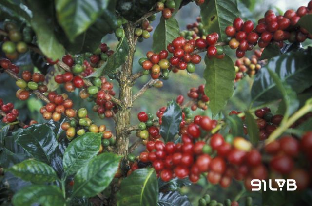 Cây cà phê được trồng trên vùng đồi Copán, Honduras, Trung Mỹ