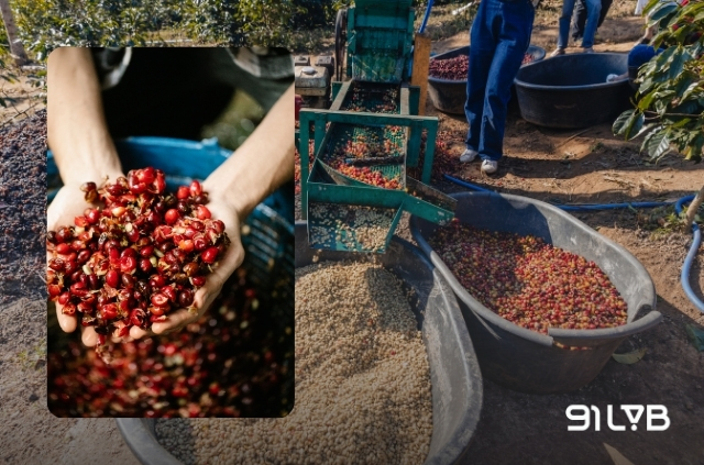 Khoảng 62% sản lượng cà phê Rwanda được sơ chế bằng phương pháp fully washed