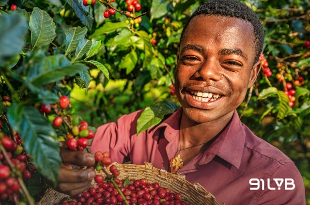 Sidama là vùng sản xuất cà phê specialty trọng điểm phía Nam Ethiopia
