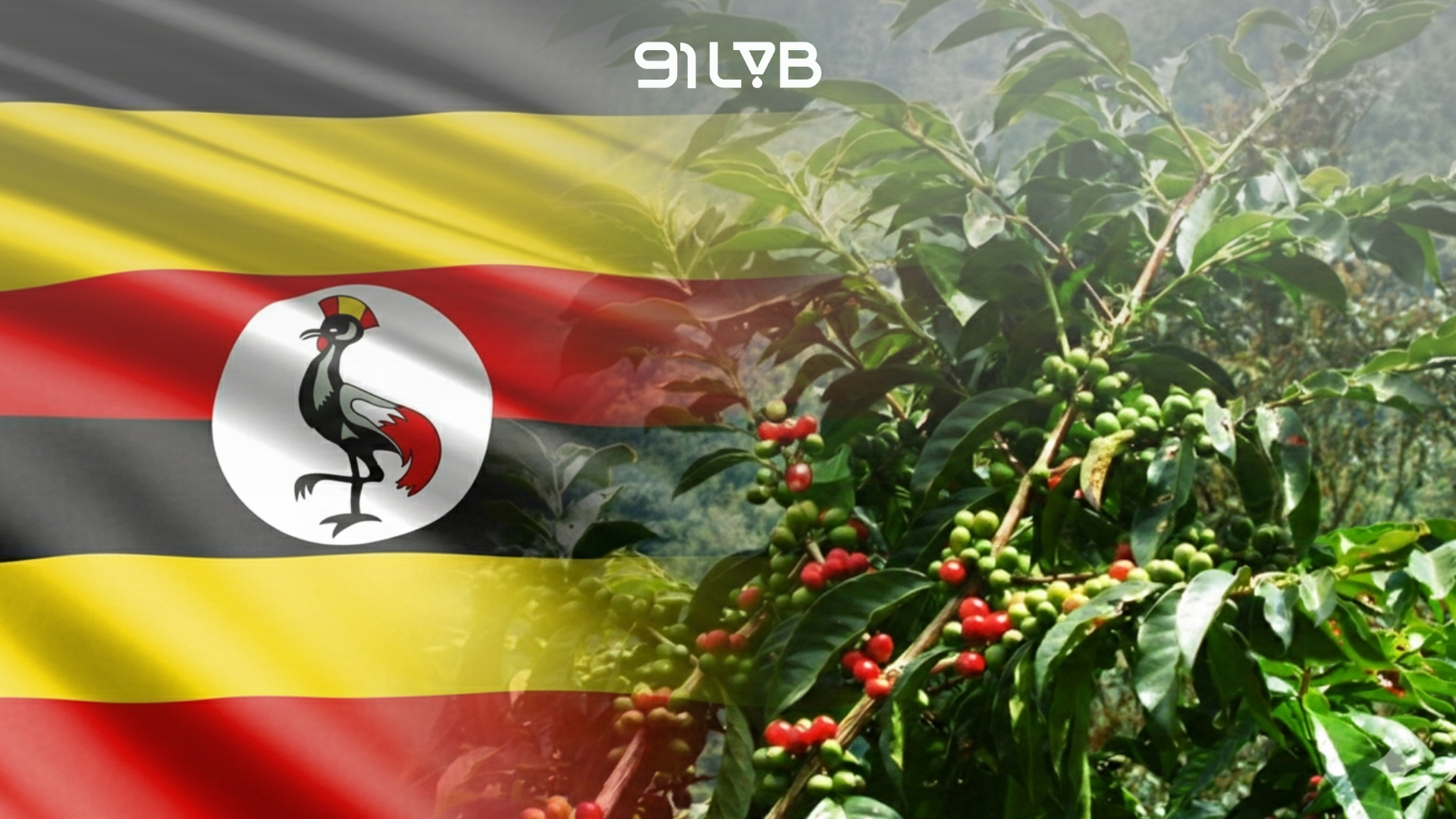 Cà phê Uganda là gì