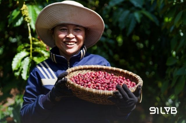 Việt Nam đang vươn mình mạnh mẽ trong làn sóng Specialty Coffee toàn cầu.