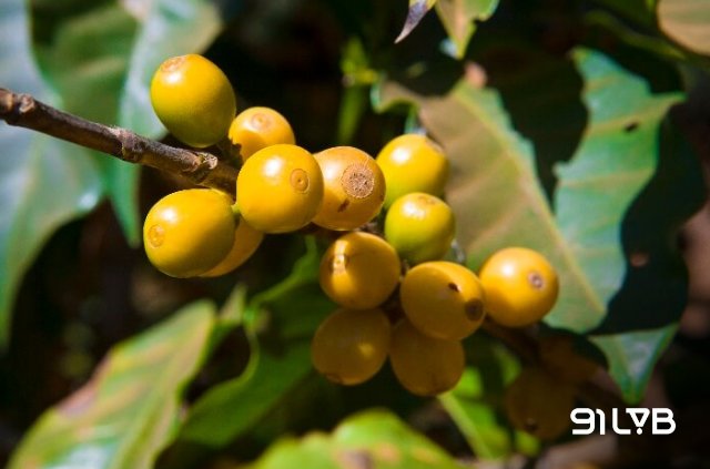 Yellow Bourbon với sắc vàng rực rỡ giữa cao nguyên Honduras - nơi acidity sáng thể hiện ở hương vị đầy cuốn hút