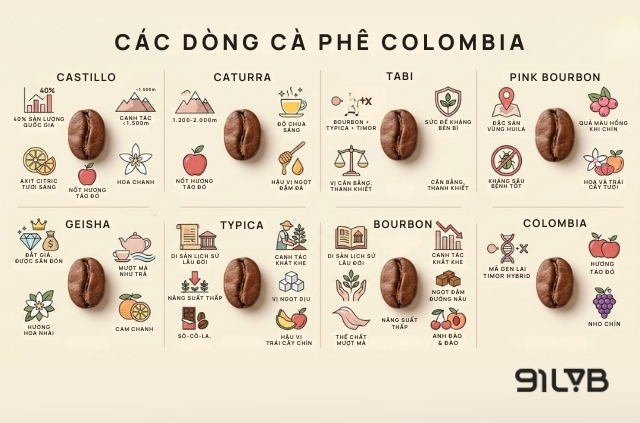 Các dòng cà phê Colombia chủ yếu thuộc Arabica