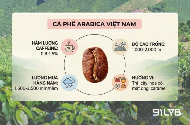 Đặc điểm nổi bật của giống cà phê Arabica