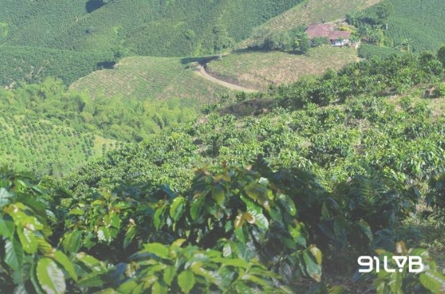 Quá trình trồng trọt hạt cà phê Việt Nam phụ thuộc rất lớn vào hệ sinh thái đặc thù của từng giống.