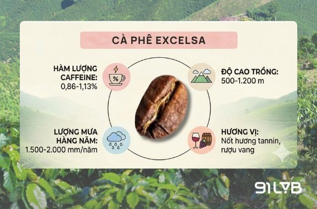Excelsa (Coffea dewevrei) chính thức được xác lập là một loài độc lập vào tháng 08/2025