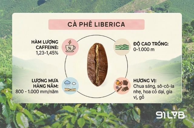 Liberica (Coffea Liberica), hay cà phê mít, là giống cây phổ biến thứ ba trên thế giới.