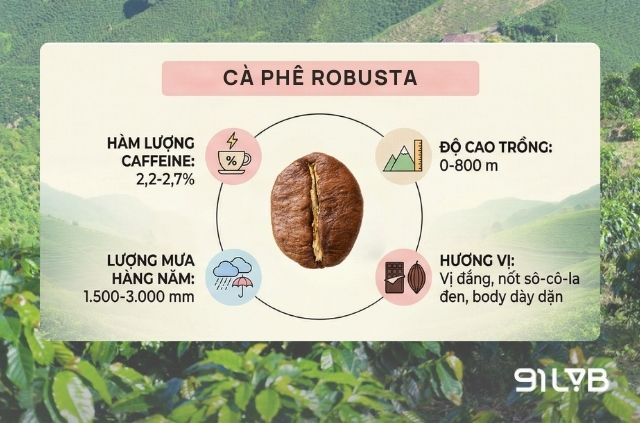 Đặc điểm nổi bật của giống cà phê Robusta