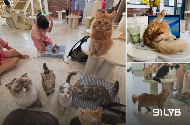 Pet Soul Cat Coffee ghi điểm tuyệt đối với dàn bé mèo ú nu siêu dễ thương