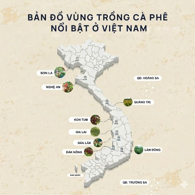 Bản đồ minh hoạ vùng trồng cà phê nổi bật ở Việt Nam